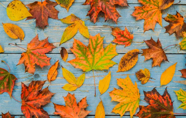 Autumn, leaves, background, Board, colorful, maple, wood, autumn