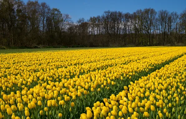Field, trees, landscape, flowers, Nature