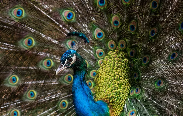 Picture bird, feathers, tail, peacock