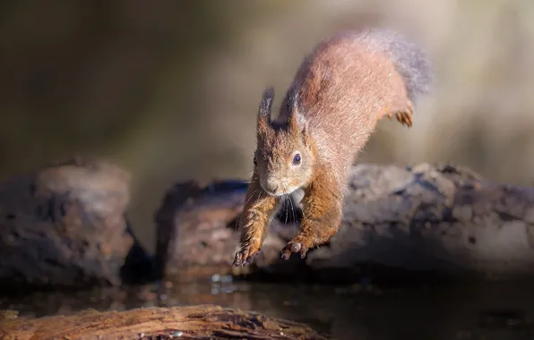 Water, nature, animal, jump, protein, wood, rodent, Roberto Aldrovandi