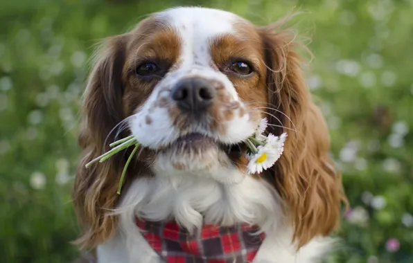 Picture flowers, muzzle, Spaniel