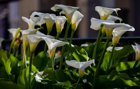 Picture light, flowers, white, flowerbed, Calla lilies