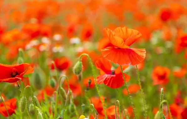 Summer, flowers, stems, Maki, meadow, red, buds, bokeh