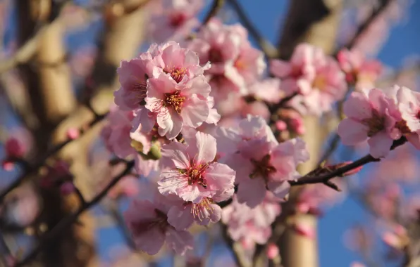 Flowers, cherry, branch, spring, Sakura, flowering, bokeh