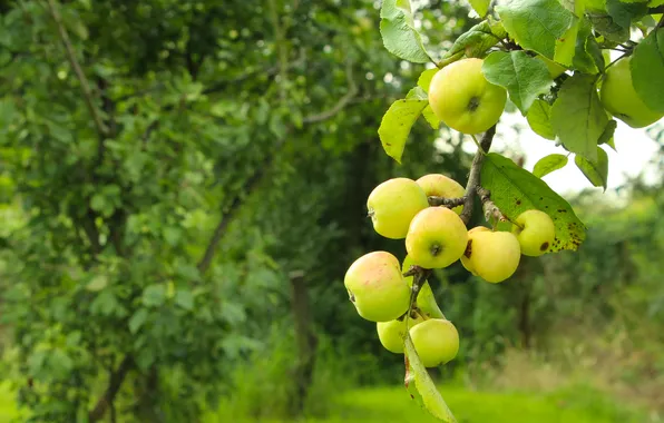 Apple, fruit, twig