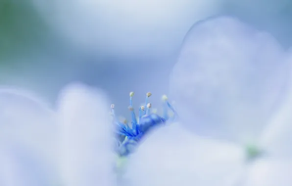 Macro, flowers, nature