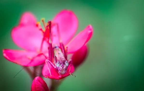 Macro, flowers, insect, grasshopper