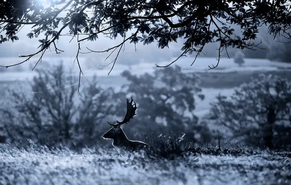 Picture night, nature, deer