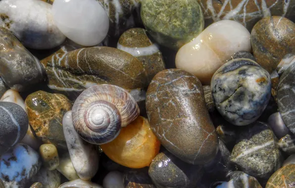 Macro, pebbles, shell, pebbles