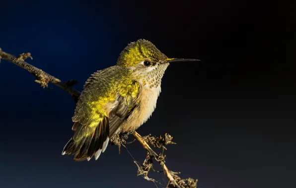Picture beak, Hummingbird-calliope, bird, branches