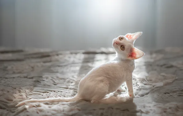 Picture white, look, muzzle, kitty, ears, Cornish Rex