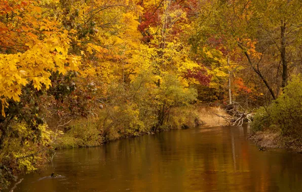Picture autumn, forest, trees, river