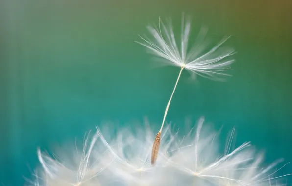 Picture flower, nature, dandelion, blade of grass