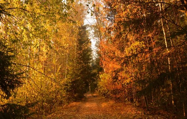 Picture Path, Autumn, Trees, Forest, Trail, Fall, Autumn, Colors