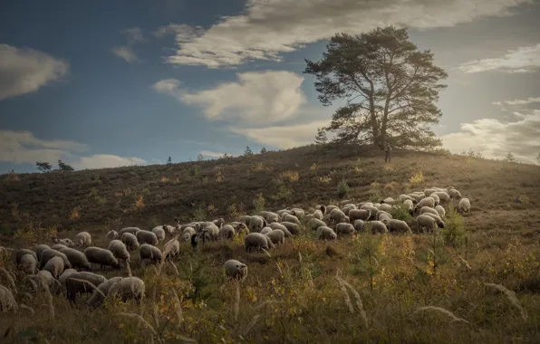 Field, clouds, tree, sheep, pasture, hill, a lot, shepherd