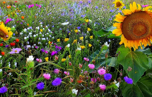 Grass, field, meadow, sunflowers
