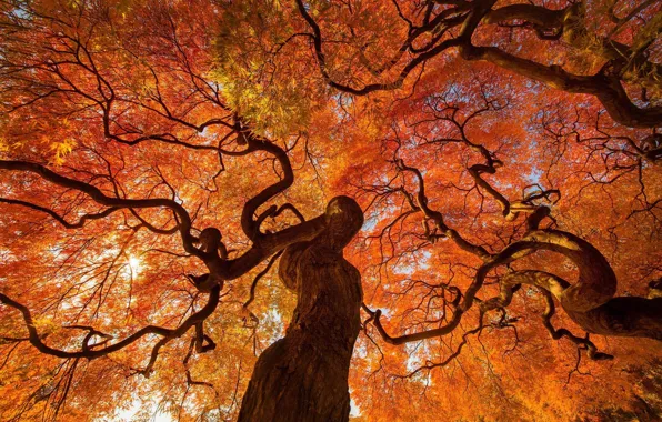 Picture autumn, tree, Japan, of priod