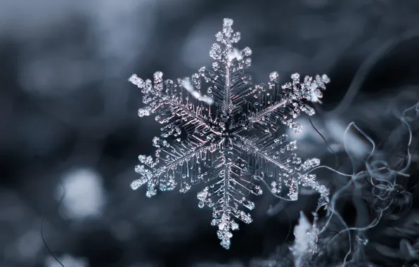 Picture macro, snowflakes, background