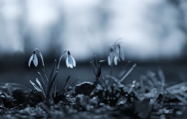 Wallpaper flowers, light, blurred background, buds, white, glade, bokeh, monochrome
