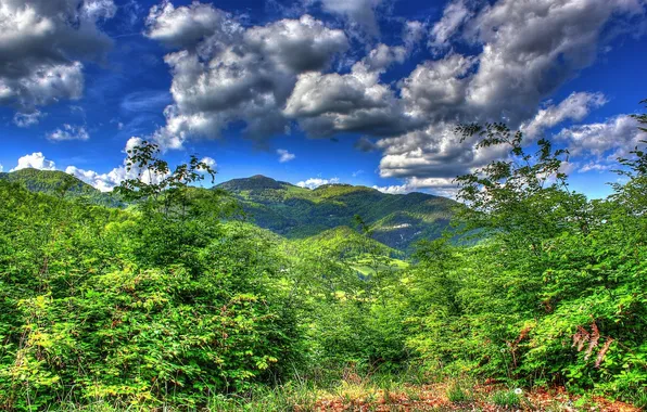 Picture forest, the sky, clouds, trees, mountains, nature.