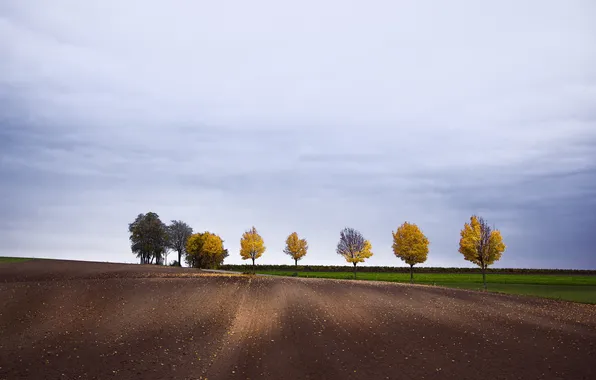 Field, trees, landscape