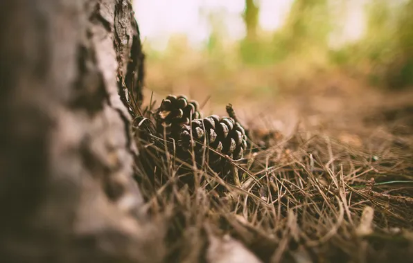 Picture forest, tree, bumps