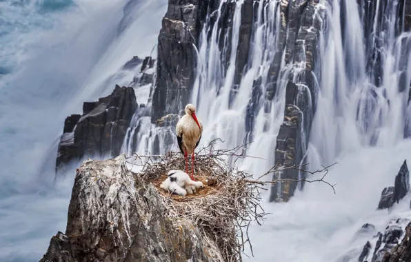 Picture rocks, bird, beak, socket, Chicks, white stork