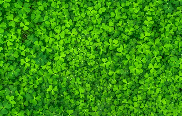 Picture Green, Leaves, Clovers