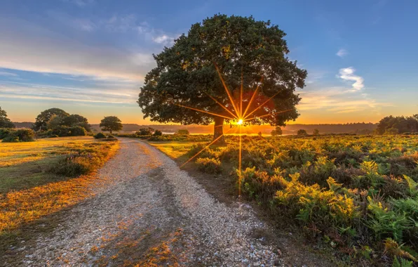 Road, field, the sun, light, trees, sunset, tree, dawn