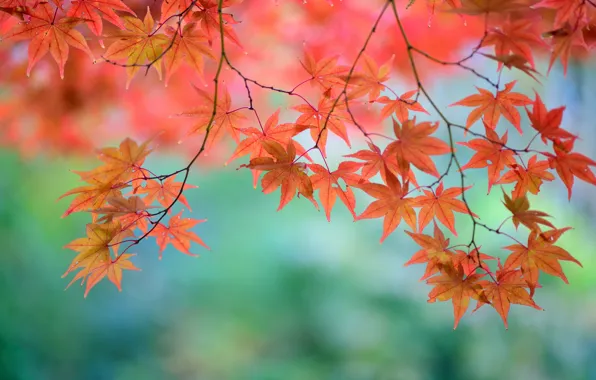 Leaves, branches, tree, red, maple, Japanese