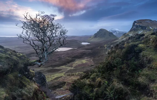 Trees, mountains, Scotland