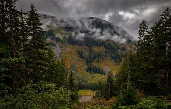 Picture forest, mountains, fog, ate, slope