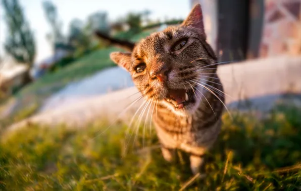 Cat, grass, cat, face, light, nature, grey, background