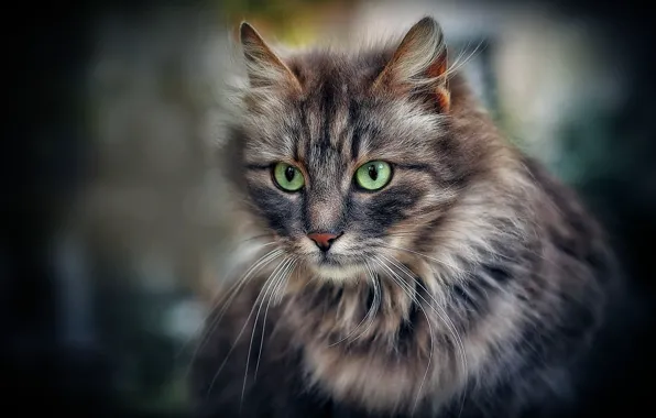 Cat, look, portrait, fluffy, muzzle, green eyes, cat