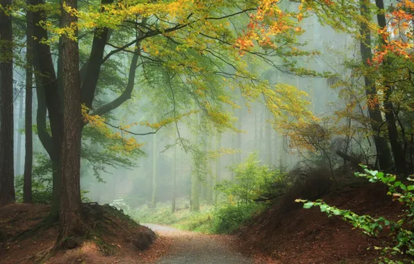 Forest, trees, nature