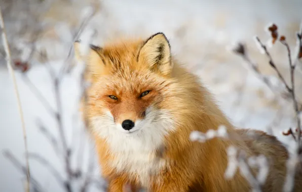 Picture look, face, Fox, red, bokeh, sly look