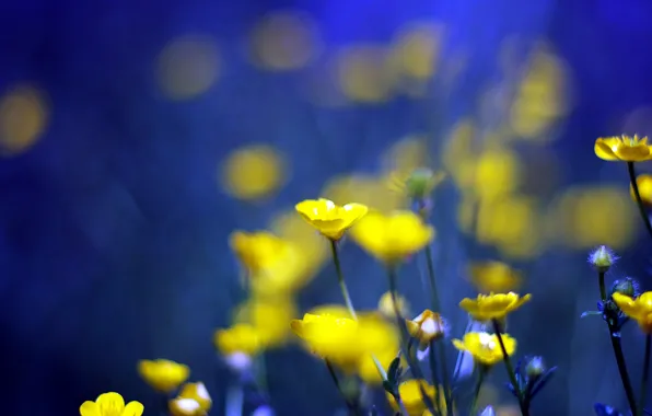 Picture flowers, blue, background, yellow, yellow, blue, flowers, background