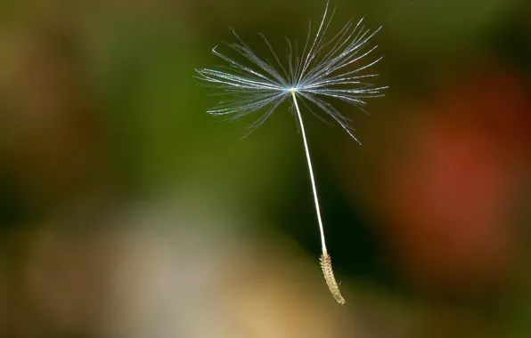 Dandelion, seed