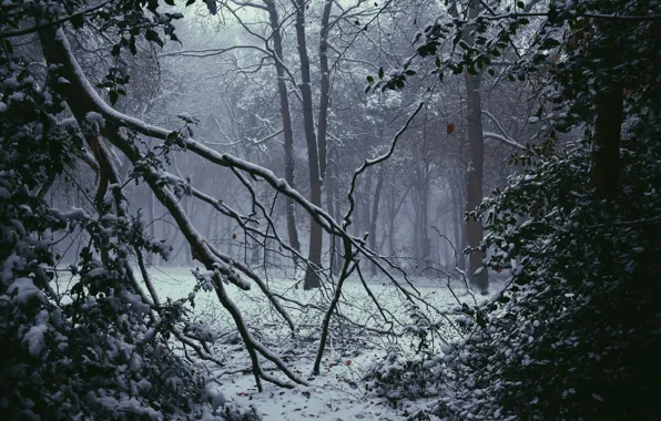 Winter, forest, snow, trees, nature, fog, UK, Nottinghamshire
