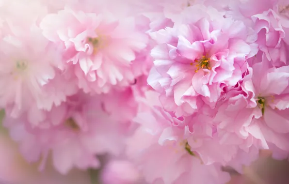 Picture macro, Sakura, pink