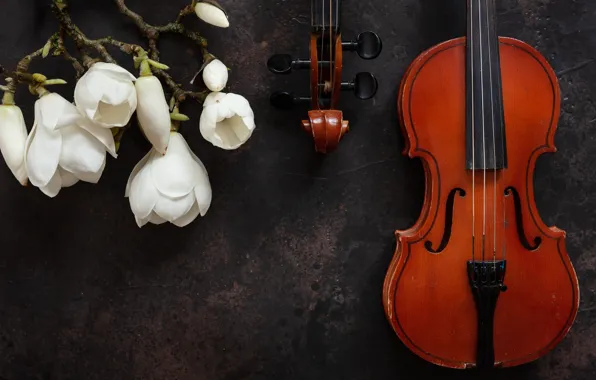 Picture flowers, violin, Magnolia