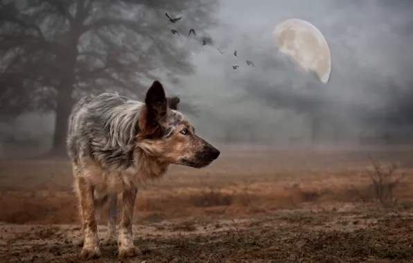 Picture background, the moon, dog