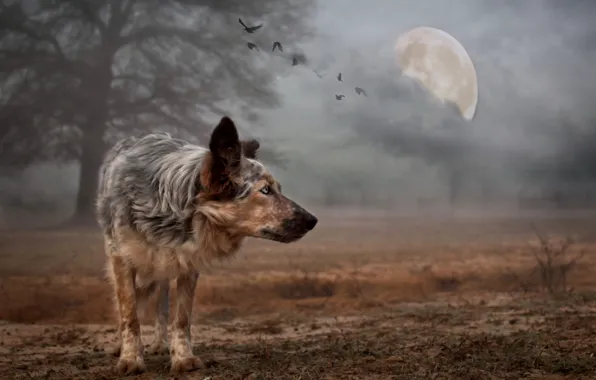 Background, the moon, dog