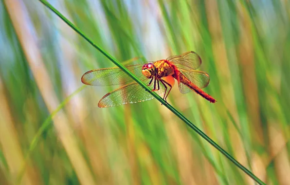 Grass, macro, light, dragonfly, stem, insect, bokeh