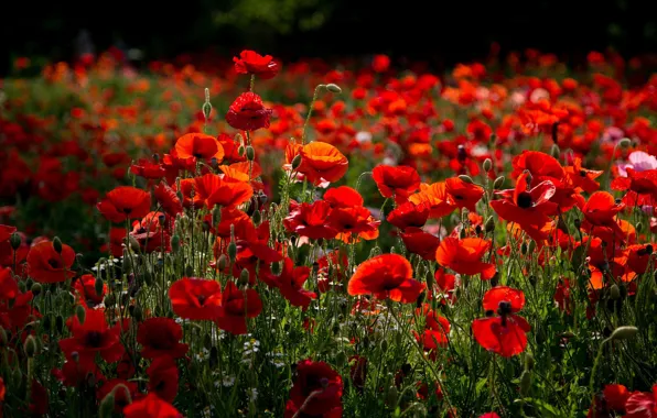 Summer, flowers, Maki, red, poppy field