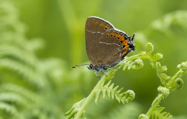 Macro, butterfly, green background