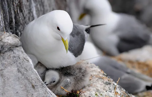 Bird, seagulls, socket, Chicks