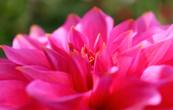 Picture macro, red, Flower