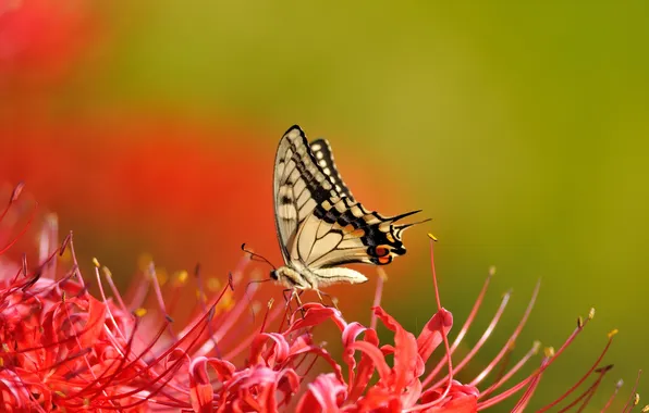 Picture flowers, background, butterfly, Lily, red