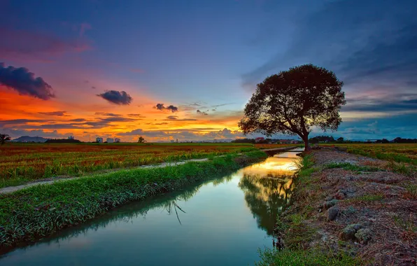 Picture field, the sky, clouds, sunset, tree, channel